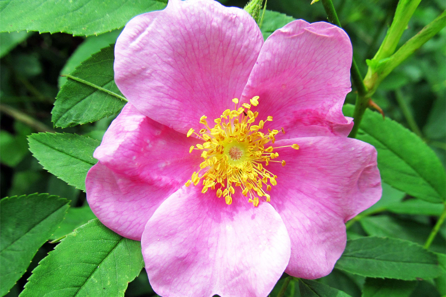 East Hampton Southampton Brookhaven Revegetation